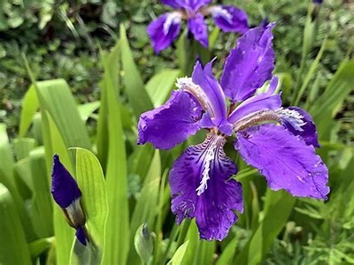 千野草场自然风光与生态保护探讨