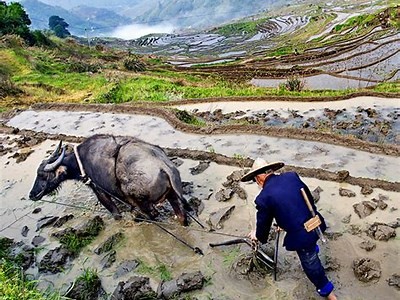 尤溪联合梯田美景探索与旅游指南